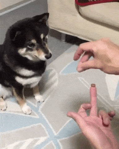 Animated gif of a cute doggy being tricked